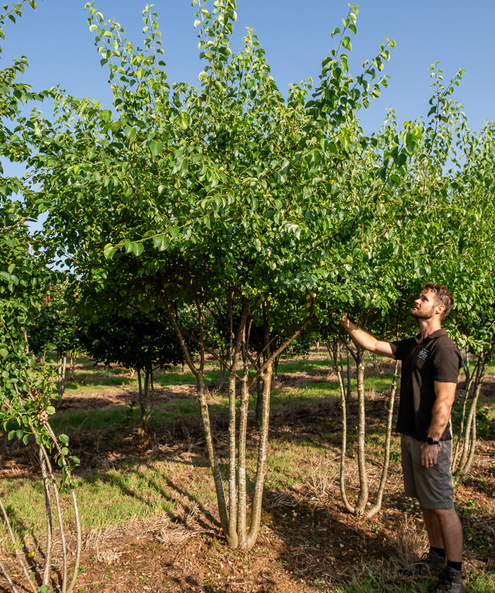 Prunus mahaleb NWT Products 25 26 0008