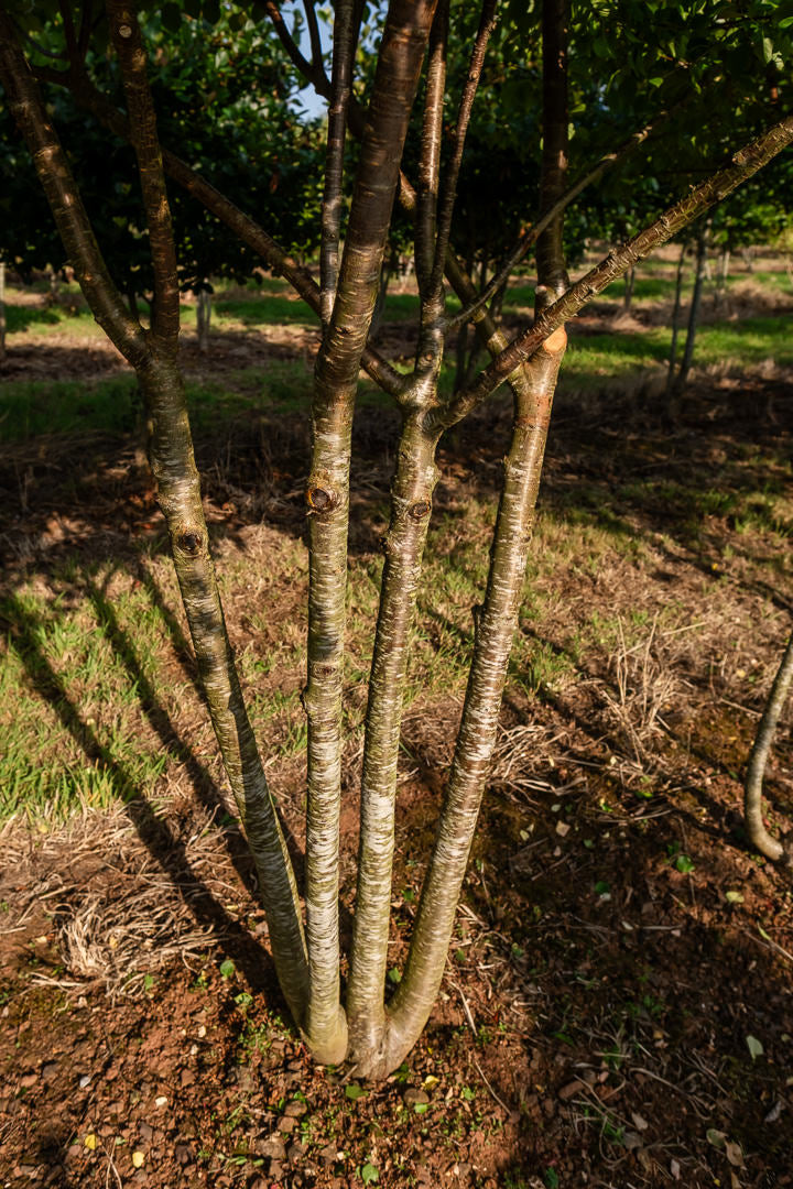 Prunus mahaleb NWT Products 25 26 0011