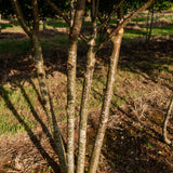 Prunus mahaleb NWT Products 25 26 0011