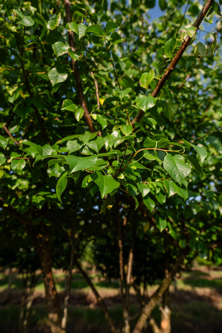 Prunus mahaleb NWT Products 25 26 0013