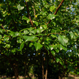 Prunus mahaleb NWT Products 25 26 0013