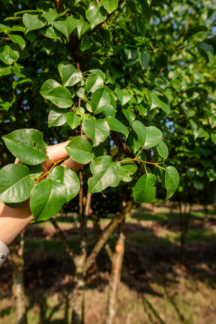 Prunus mahaleb NWT Products 25 26 0014