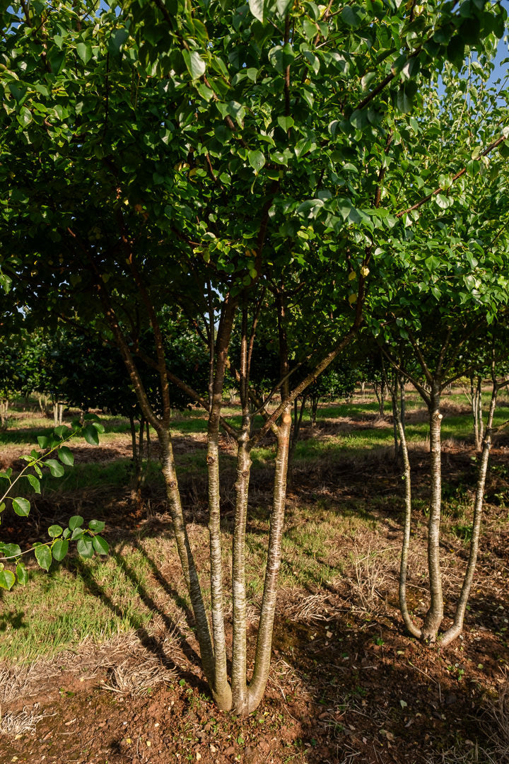 Prunus mahaleb NWT Products 25 26 0016