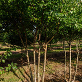 Prunus mahaleb NWT Products 25 26 0016