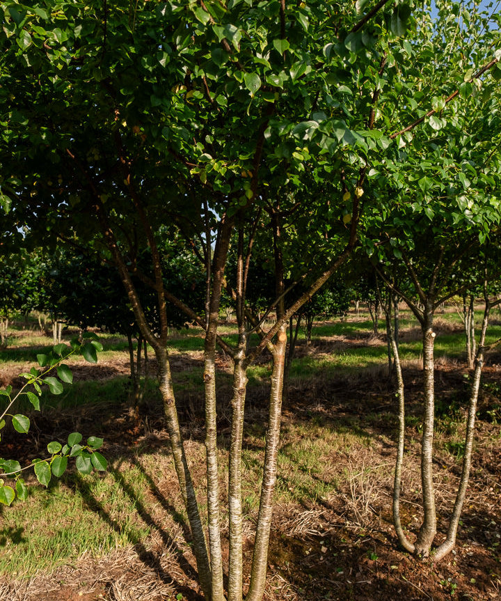 Prunus mahaleb NWT Products 25 26 0016