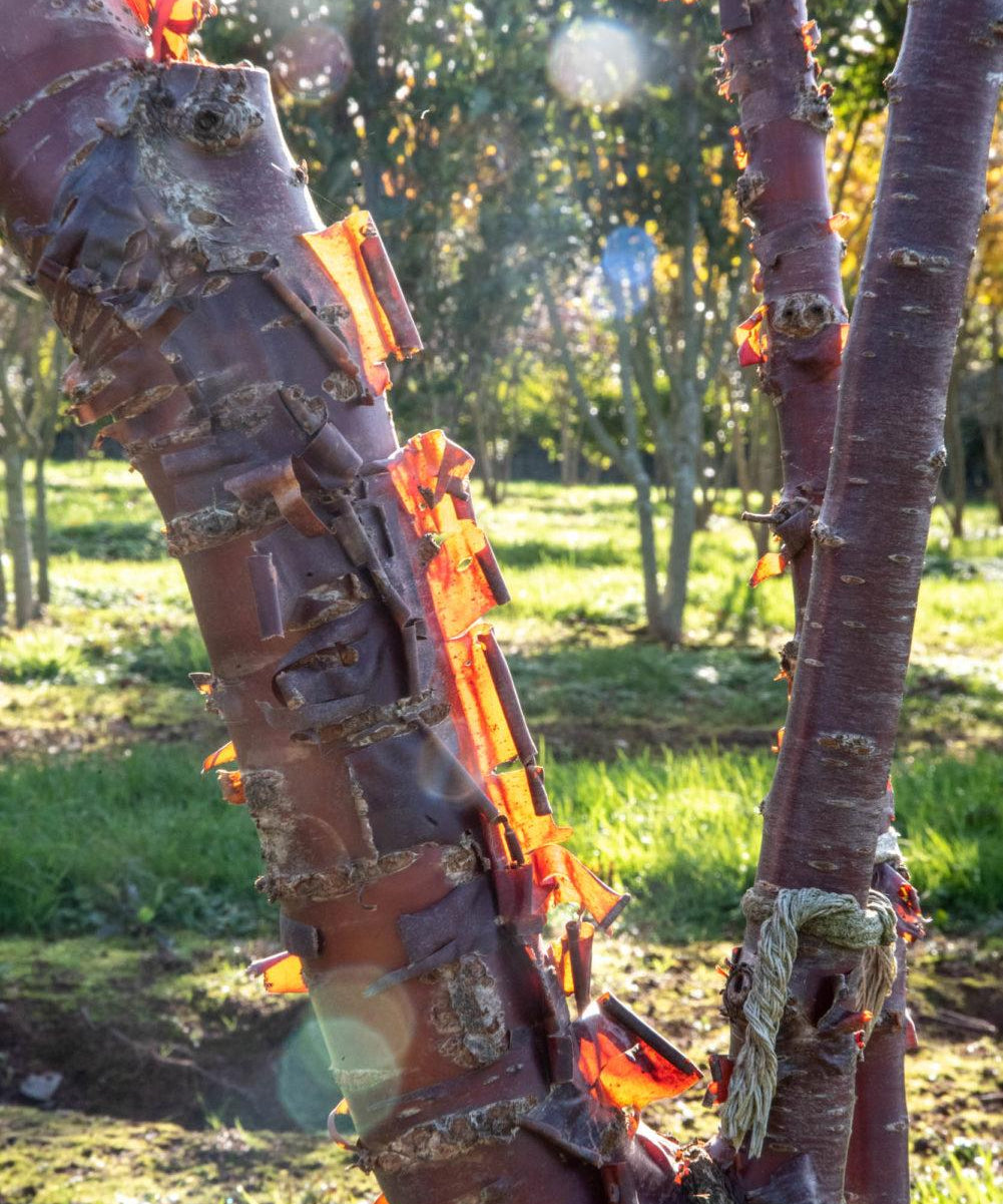 Prunus serrula 3 1001x1500 1