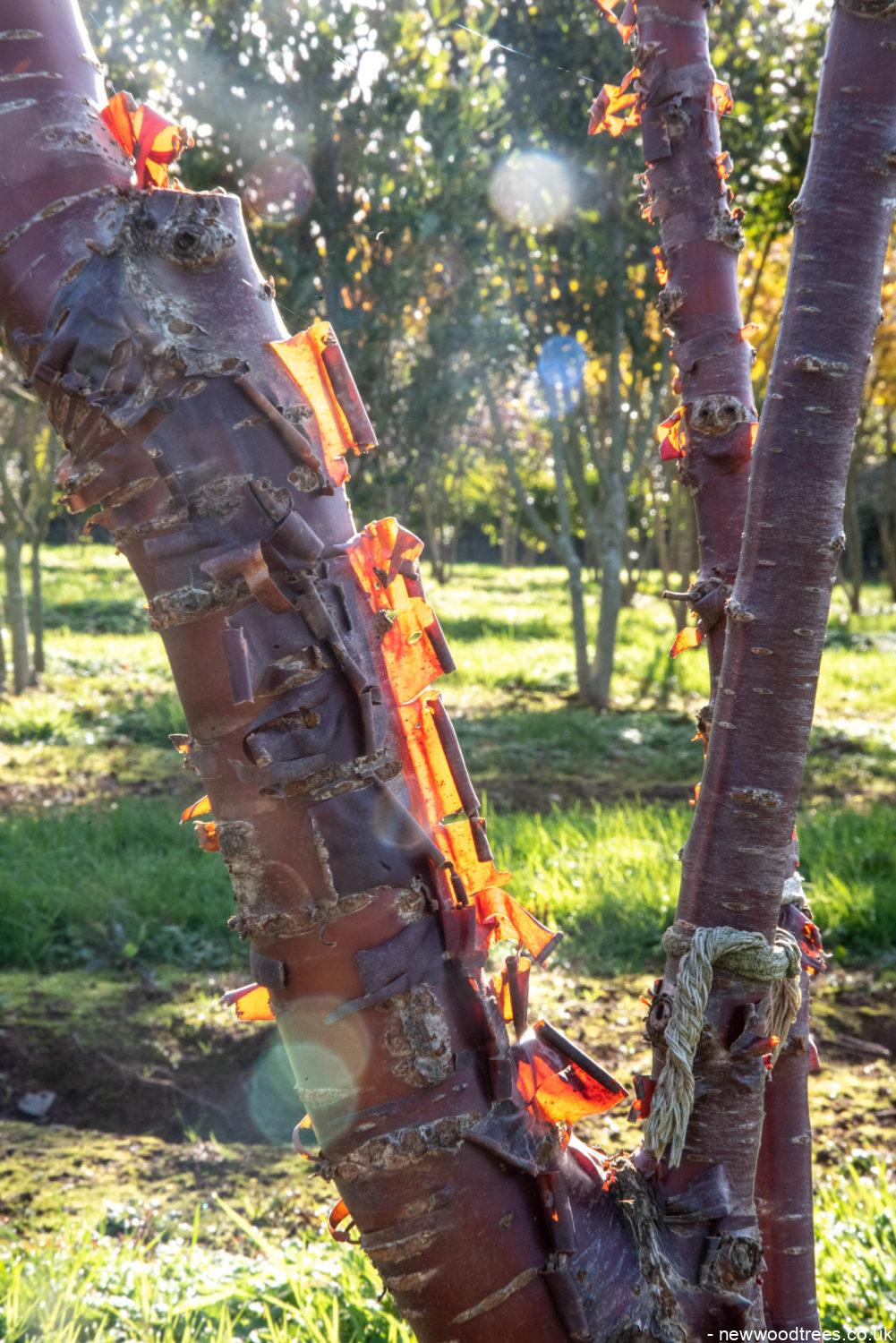 Prunus serrula 3 1001x1500 1