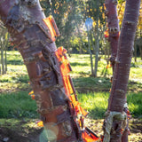 Prunus serrula 3 1001x1500 1