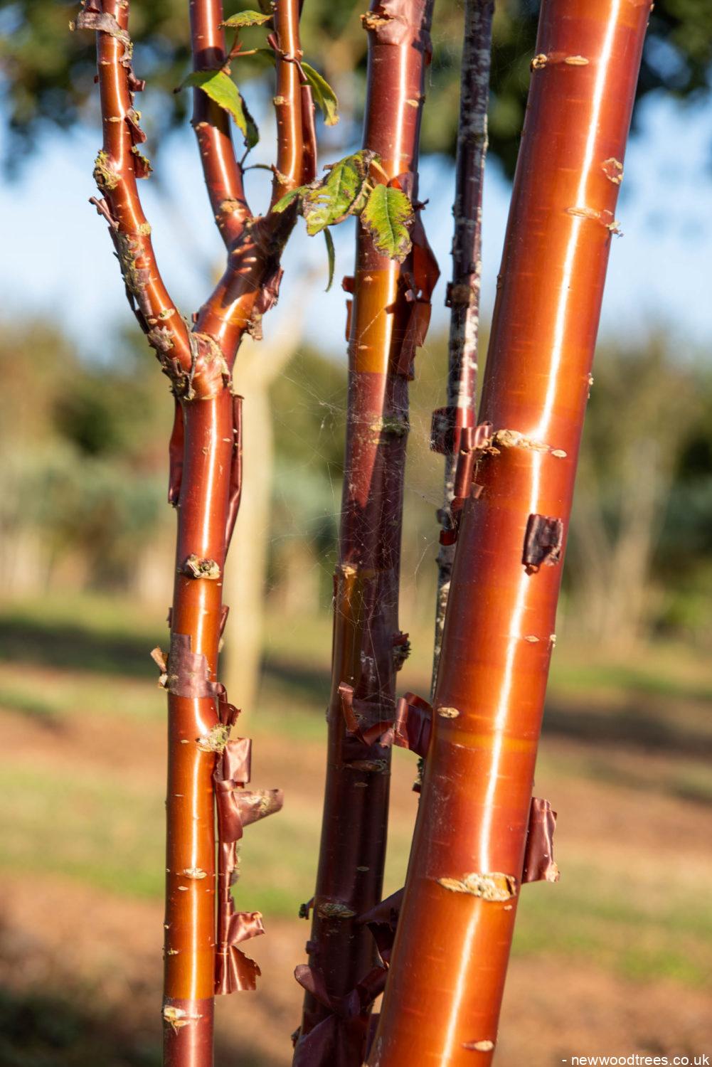 Prunus serrula 4 1001x1500 1