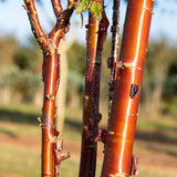 Prunus serrula 4 1001x1500 1