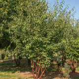Prunus serrula 5 1001x1500 1