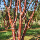 Prunus serrula 6 1001x1500 1