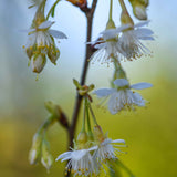 Prunus serrula 6 scaled