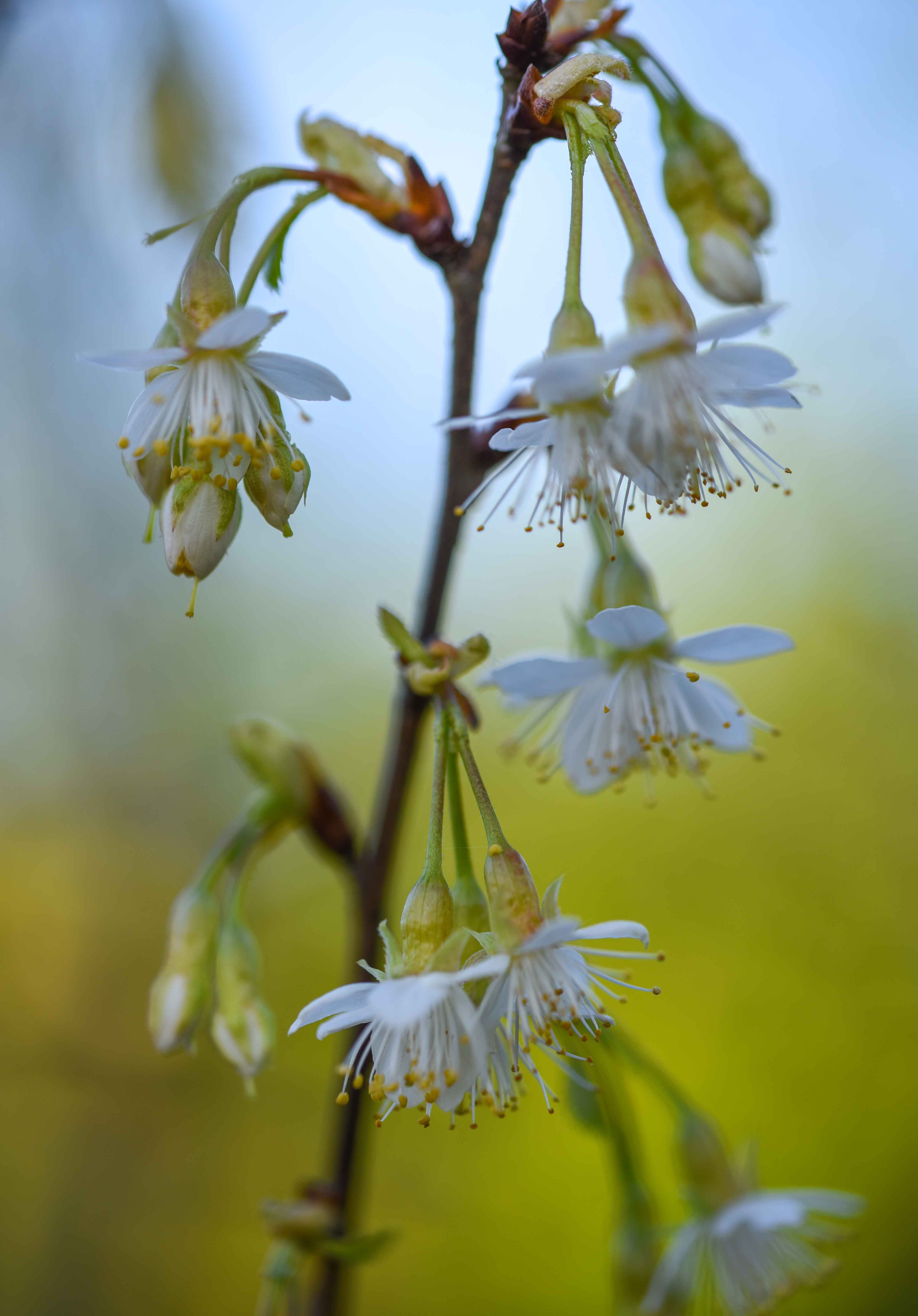 Prunus serrula 6 scaled