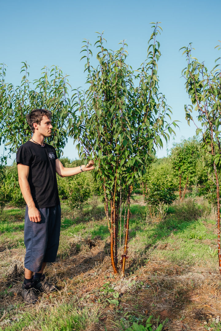 Prunus serrula 'Branklyn' NWT Product photos 25 26 6