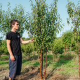 Prunus serrula 'Branklyn' NWT Product photos 25 26 6