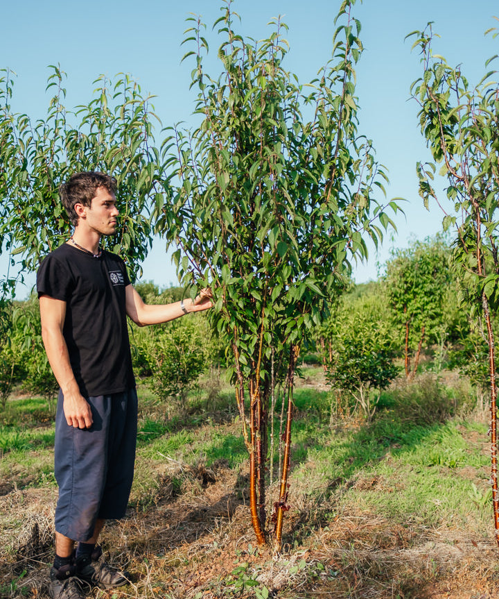 Prunus serrula 'Branklyn' NWT Product photos 25 26 6