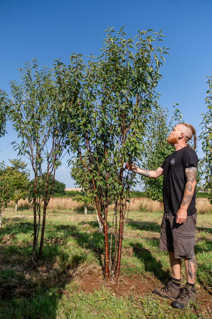 Prunus serrula 'Branklyn' NWT Products 25 26 0005