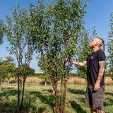 Prunus serrula 'Branklyn' NWT Products 25 26 0005