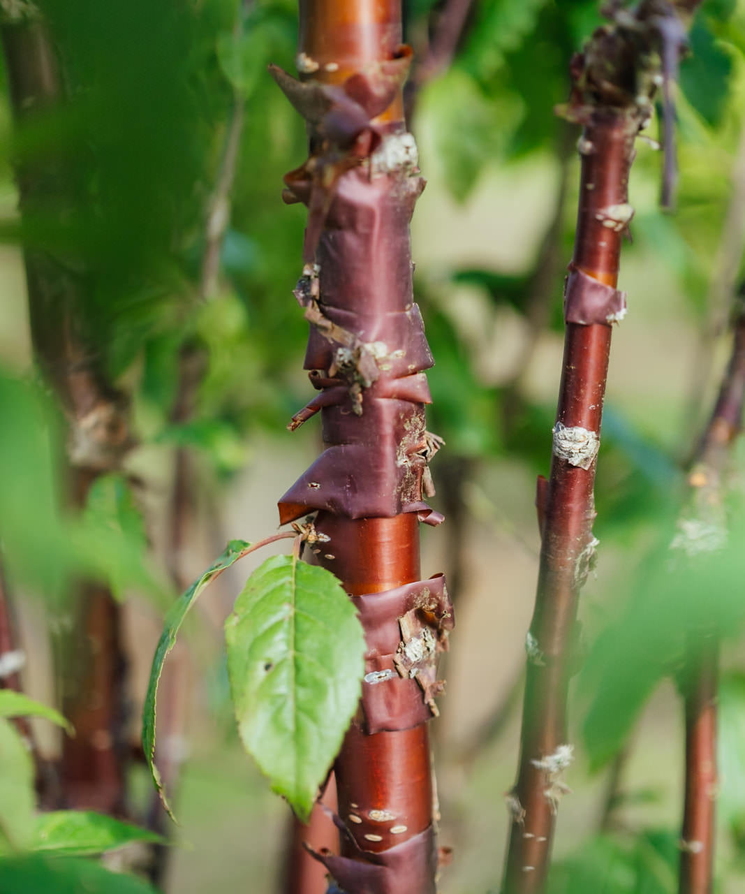 Prunus serrula Branklyn grown by New Wood Trees