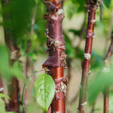 Prunus serrula Branklyn grown by New Wood Trees