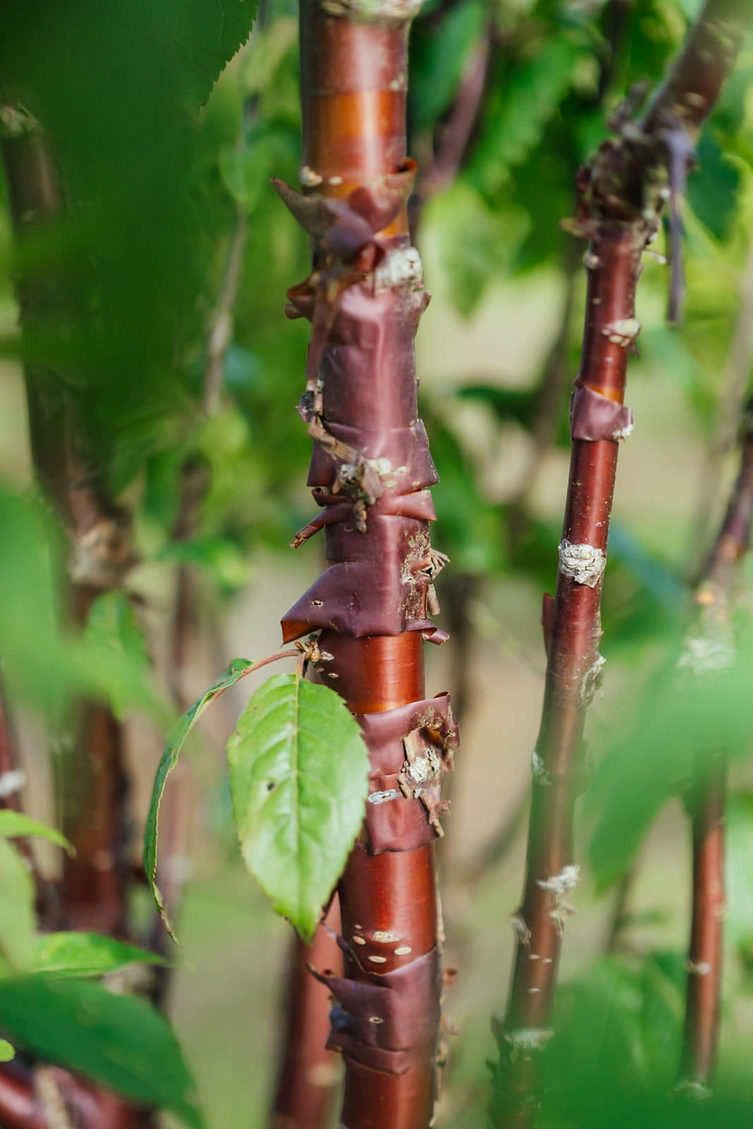 Prunus serrula Branklyn grown by New Wood Trees