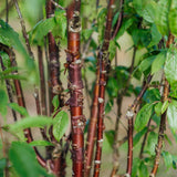Prunus serrula Branklyn grown by New Wood Trees