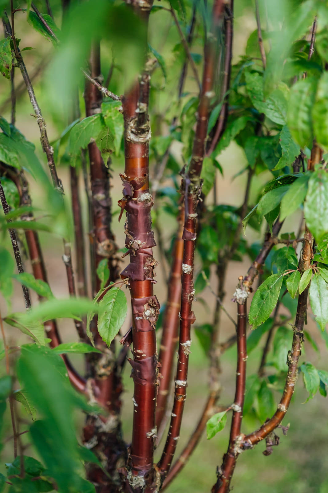 Prunus serrula Branklyn grown by New Wood Trees