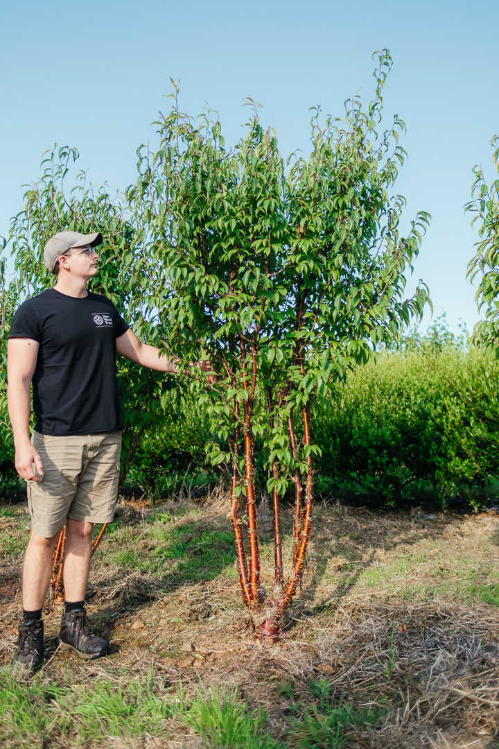 Prunus serrula NWT Product photos 25 26 5