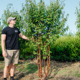 Prunus serrula NWT Product photos 25 26 5