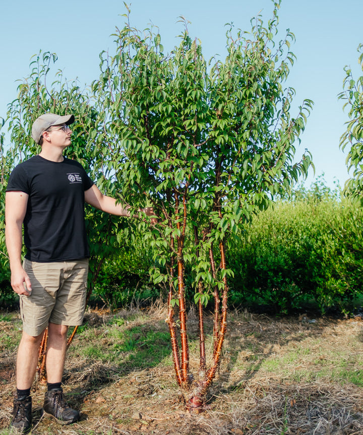 Prunus serrula NWT Product photos 25 26 5