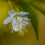 Prunus serrula scaled