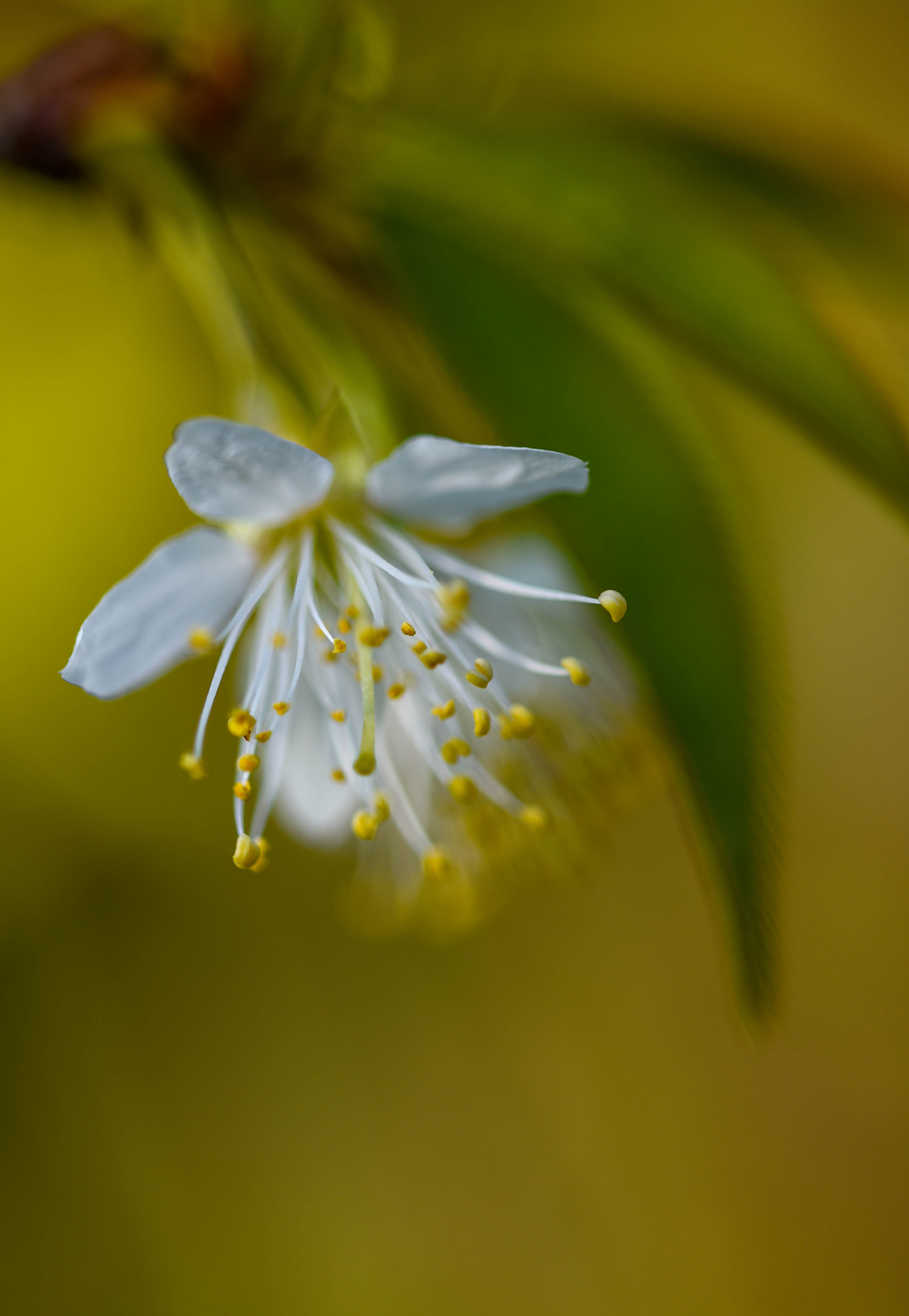 Prunus serrula scaled