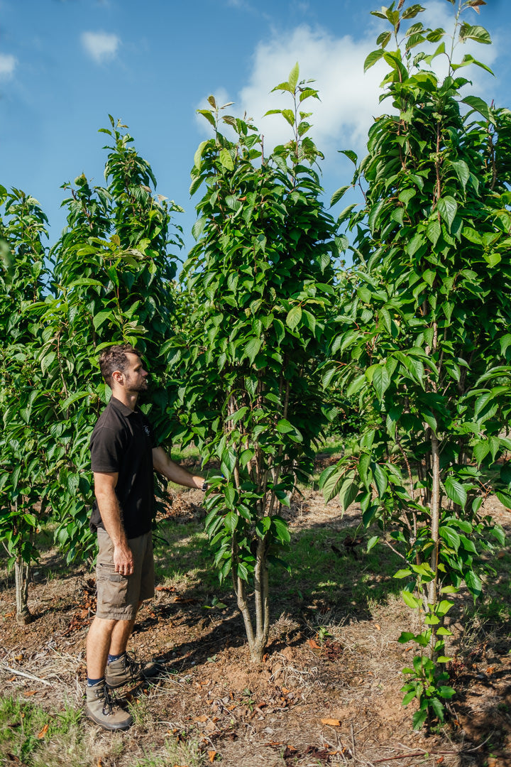 Prunus serrulata 'Amanogawa' NWT products 25 26 3