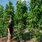 Prunus serrulata 'Amanogawa' NWT products 25 26 3