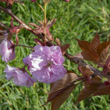 Prunus serrulata Kanzan 1 1 1631x2500 1