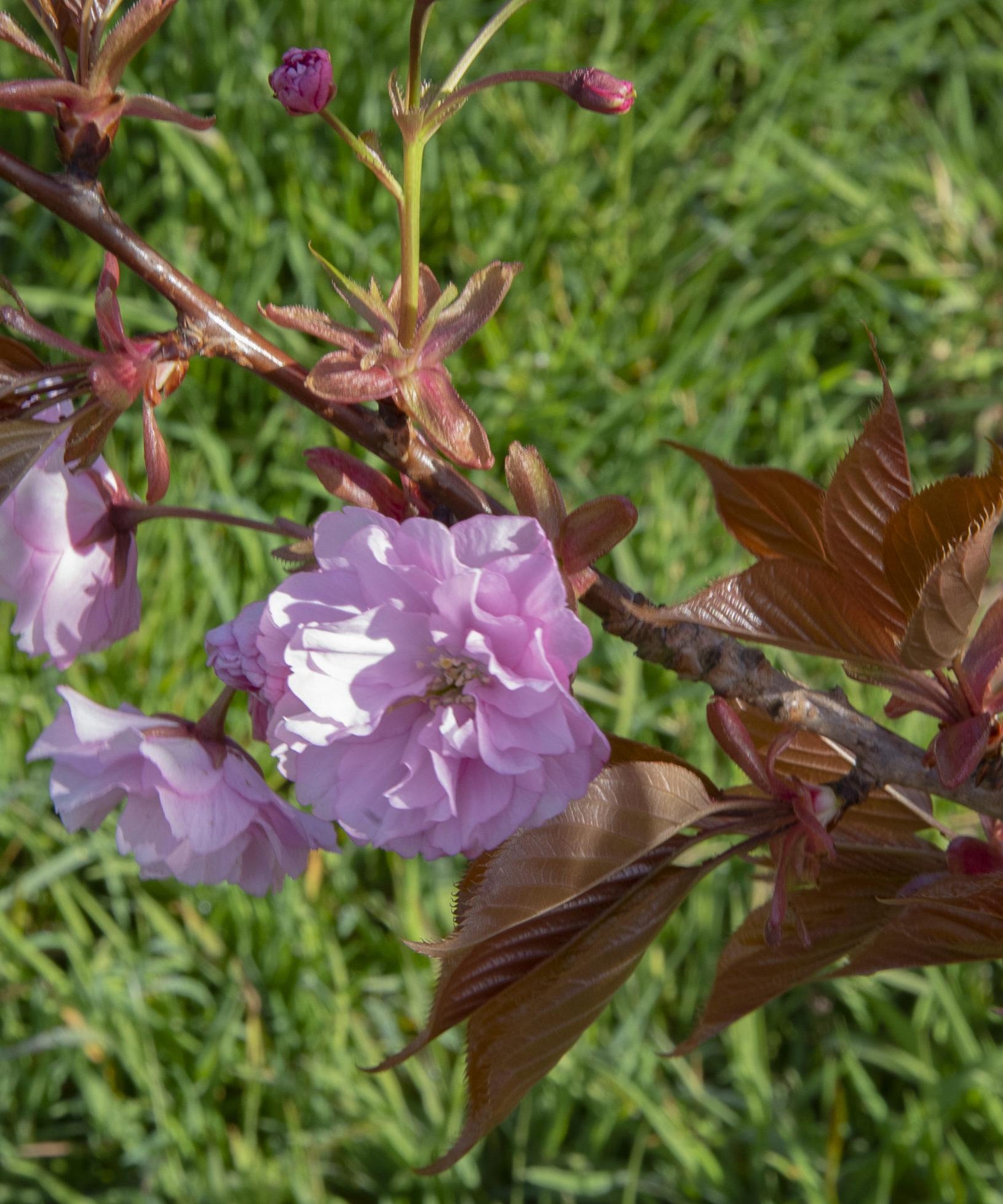 Prunus serrulata Kanzan 1 1 1631x2500 1