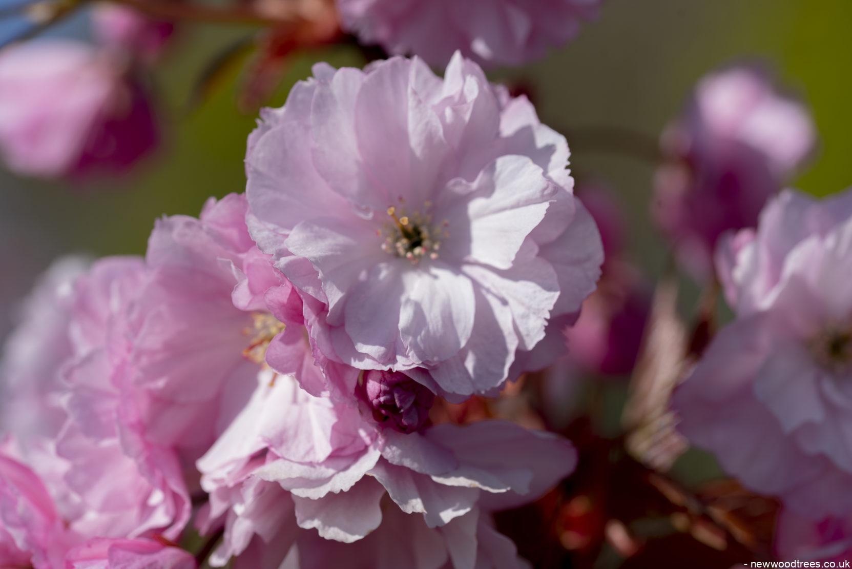 Prunus serrulata Kanzan 1 1663x1110 1
