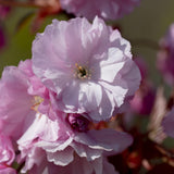 Prunus serrulata Kanzan 1 1663x1110 1