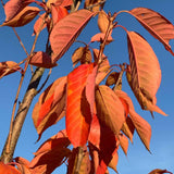 Prunus serrulata Kanzan 1 2 1663x2217 1