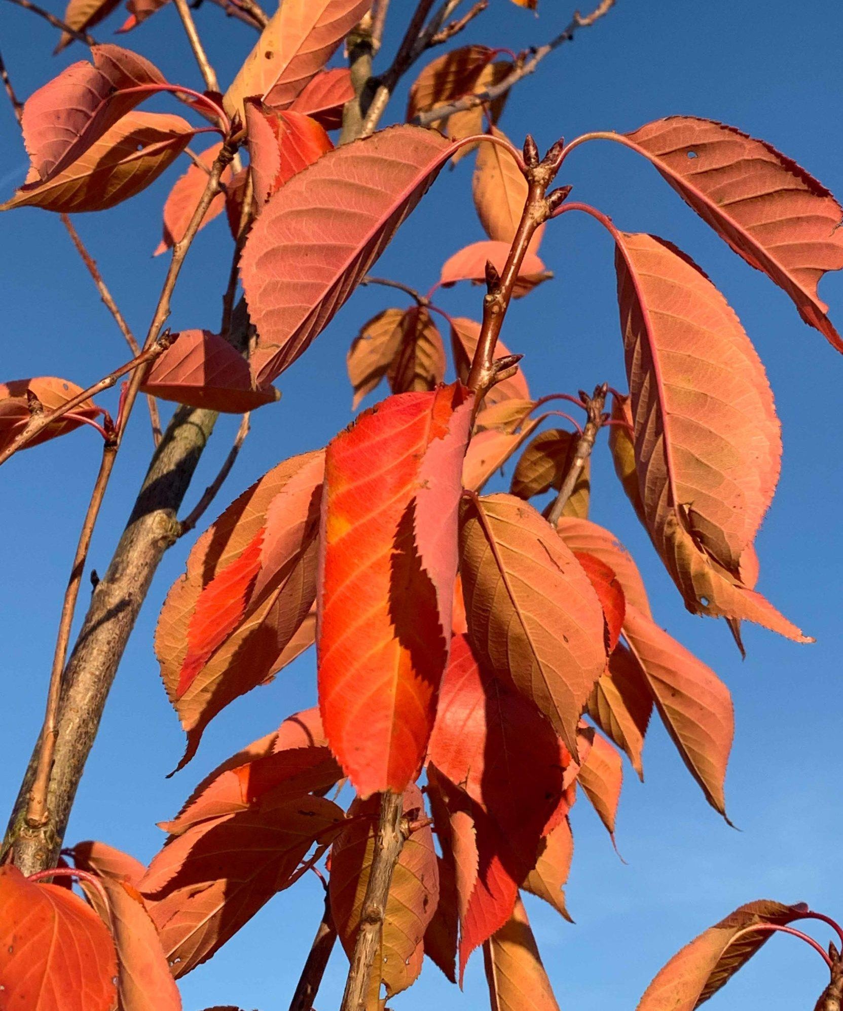 Prunus serrulata Kanzan 1 2 1663x2217 1