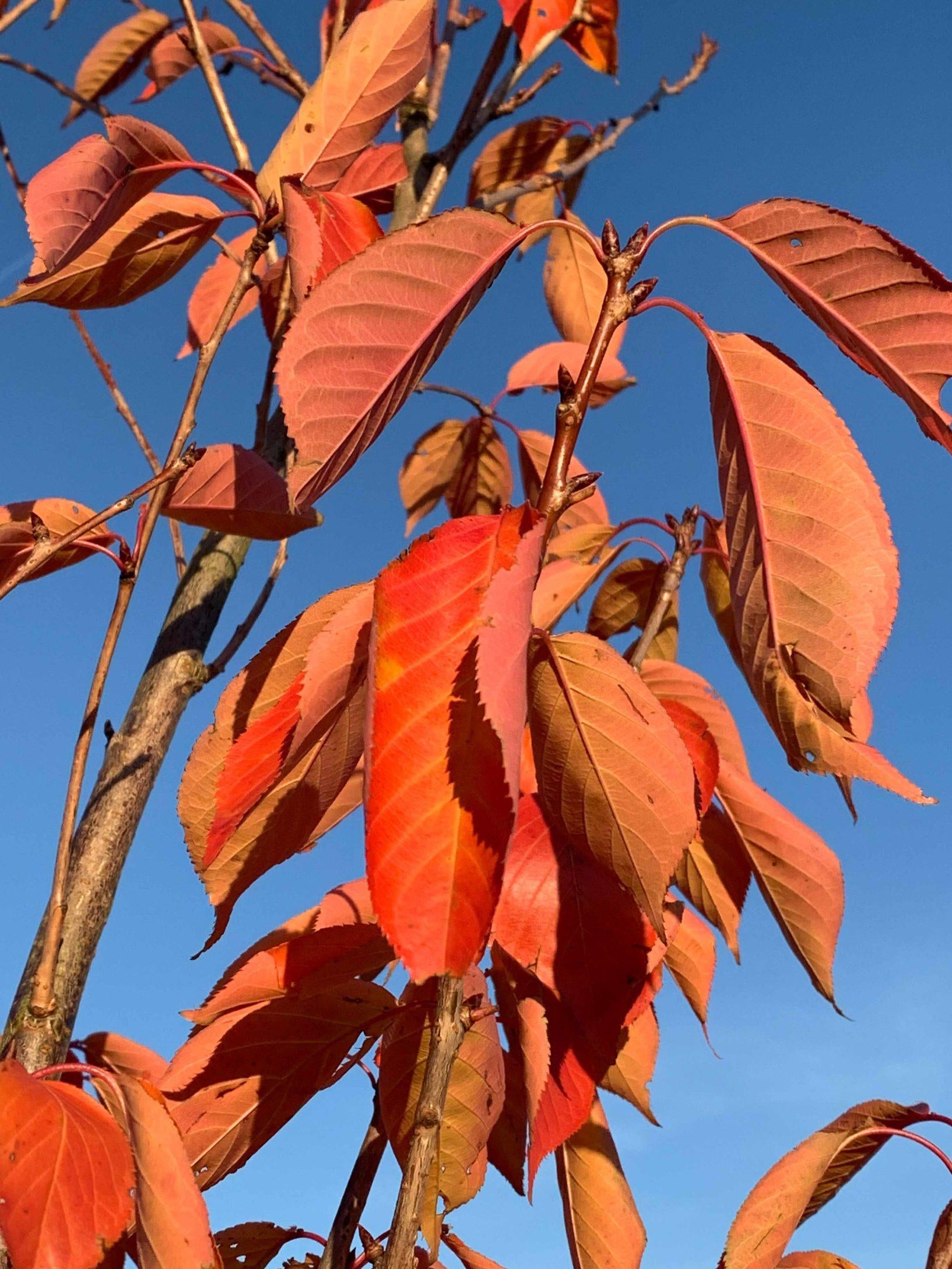 Prunus serrulata Kanzan 1 2 1663x2217 1