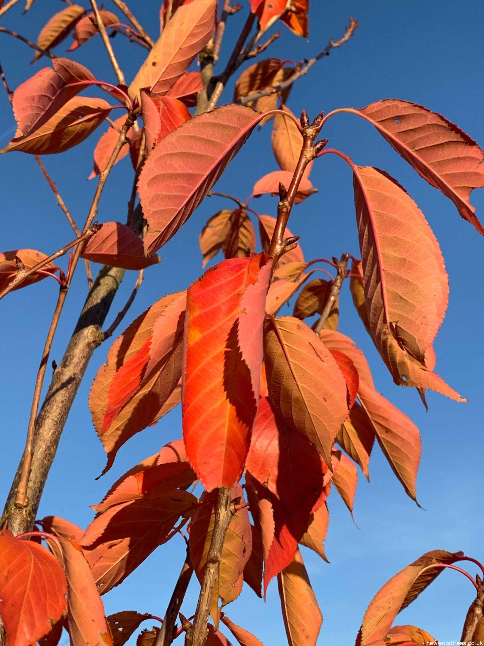Prunus serrulata Kanzan 1 2 1663x2217 1