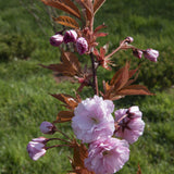 Prunus serrulata Kanzan 2 1 1663x2491 1