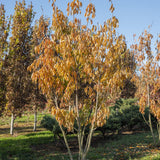 Prunus serrulata Kanzan 3 1 1663x2491 1