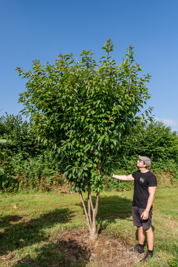 Prunus serrulata 'Kanzan' NWT Products 25 26 0004