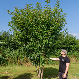 Prunus serrulata 'Kanzan' NWT Products 25 26 0004