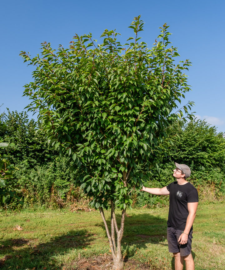Prunus serrulata 'Kanzan' NWT Products 25 26 0004