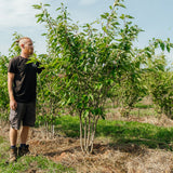 Prunus serrulata 'Pink Perfection' NWT Products 25 26 0005