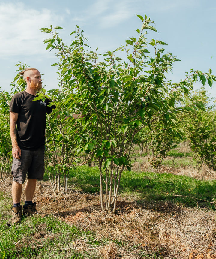 Prunus serrulata 'Pink Perfection' NWT Products 25 26 0005